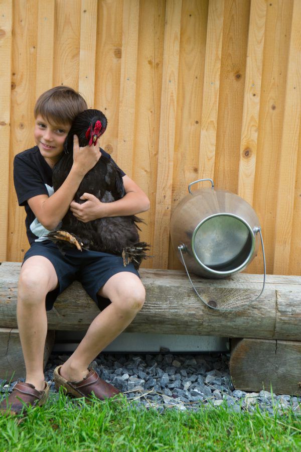 Hahn Joschi darf auch mit auf die Alpe. Klaus Hartinger (3), privat (4)