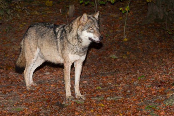 Im Wildpark werden Rehe, die einem Unfall erlegen sind, an die Wölfe verfüttert. Das stößt laut Jagdaufseher Christian Ammann nicht nur auf Verständnis.