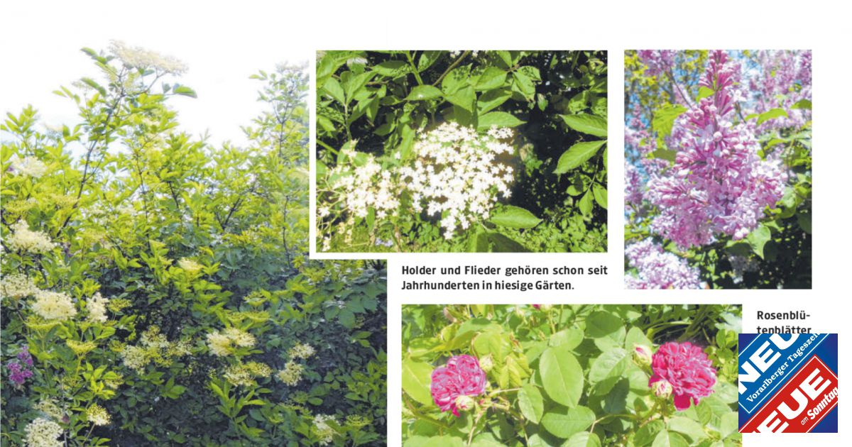 Der Duft von Flieder, Holunder und Rosen - NEUE Vorarlberger Tageszeitung