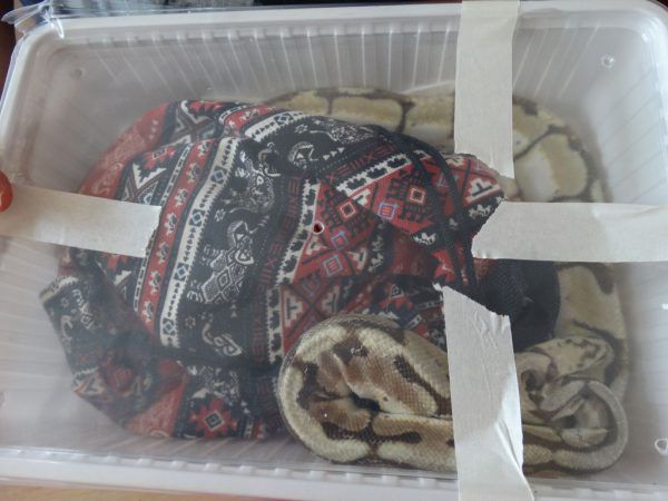 Spaziergängerin findet in Wien-Hernals zehn Pythons.  APA (2)