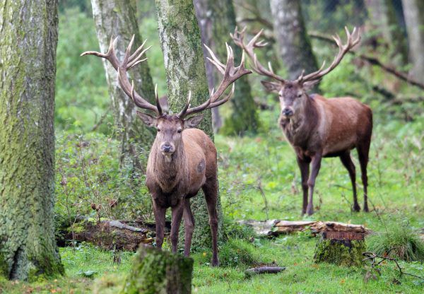 Zu viel Wild sei in einem Wintergatter gehalten worden. Landesvolksanwalt Florian Bachmayr-Heyda kritisiert die schleppende Vorgehensweise der Behörde. Klaus Hartinger, Dpa