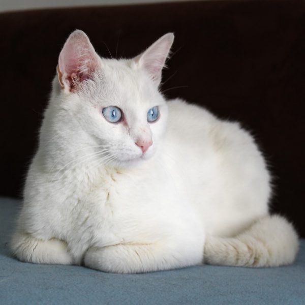 Benjamin Franklin miaut sehr viel (o.).Kater Luca braucht Bewegung, Figo geht gerne spazieren (l.). Tierschutzheim (4)