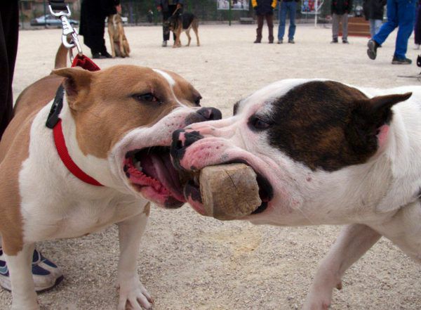 Zwei Pitbulls. Reuters