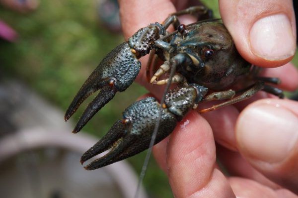 Die Tierchen wurden in Wiesen, an Schaukelstangen oder in Wohnzimmern entdeckt. apa