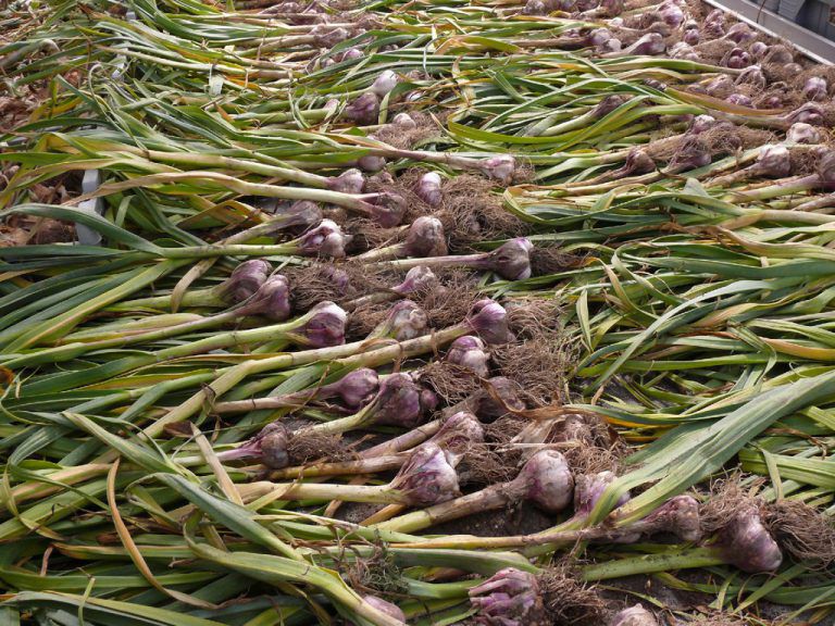 Knoblauch kann frisch verbraucht oder getrocknet werden.hartinger (2)