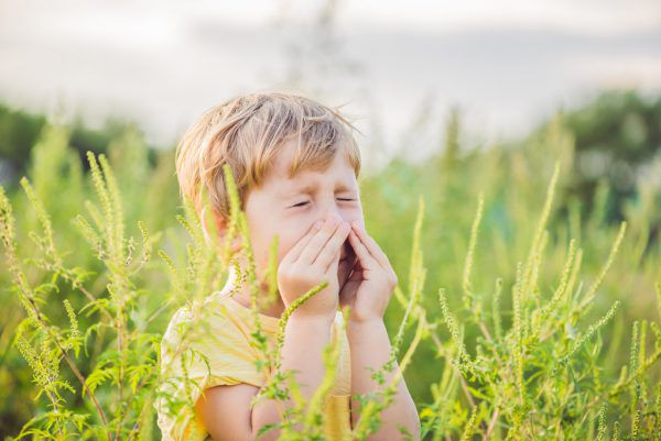 Ragweed breitet sich in Österreich sehr schnell aus.Shutterstock (1), Klaus Zimmermann (2)