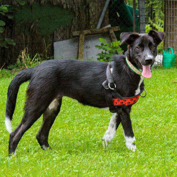 Cataleya ist verspielt und freundlich (o.).Lyka und Ebony können nun vermittelt werden (l.). Tierschutzheim (4)