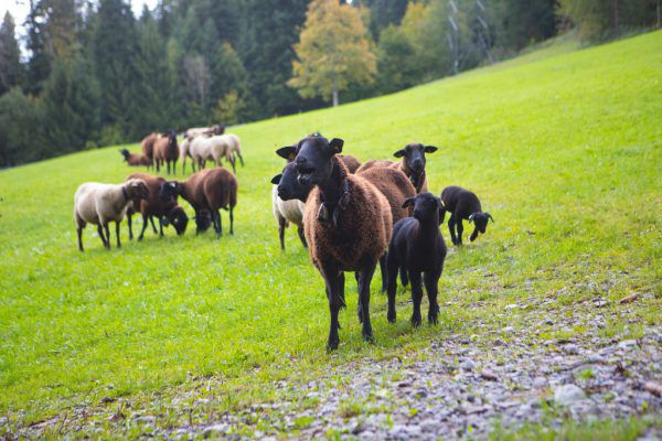 Die Schafe fühlen sich nicht nur auf der Talweide wohl, sondern auch im Hochgebirge (Foto ganz links).