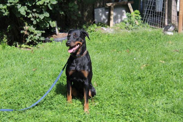 Bei Mira ist Hundeerfahrung nötig (o.).Der stattliche Diablo mag Menschen. Possy sucht Hamsterfreunde (l.). Tierschutheim (4)