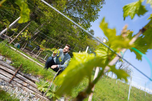 Simon Tschann hat die Weinreben mittlerweile für einen guten Zweck gespendet.Klaus Hartinger/Archiv