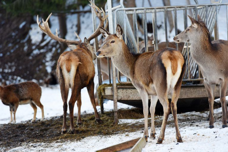 Die Bauern fordern eine an den Bestand angepasste Wildfütterung. Shutterstock, bereuter