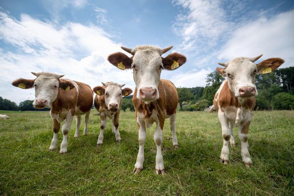 Kälbertransporte und Tierwohl: ein großes Thema.  APA/DPA