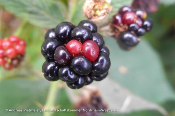 Das Schadbild der Brombeergallmilbe. LK