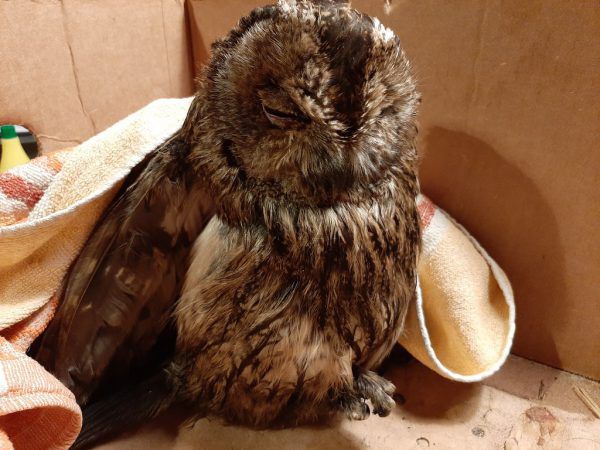 Der gerettete Vogel. Pfotenhilfe