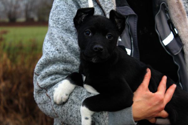 Die Tiervermittlung ist derzeit eingestellt.Jeder noch so kleine Spenden-Betrag zählt! Tierschutzheim (3)