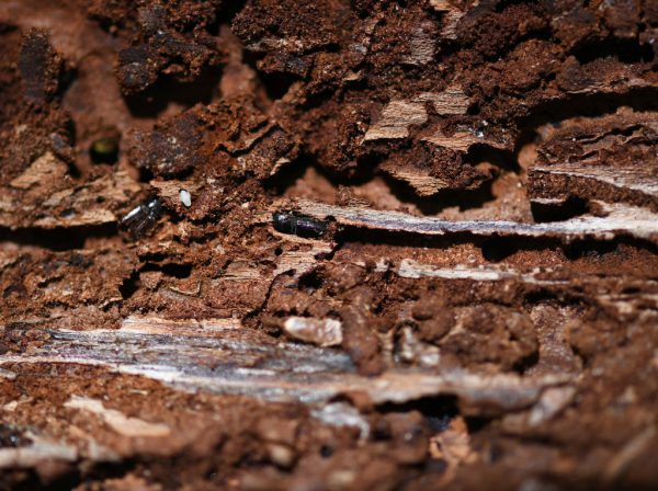 Zwei Borkenkäfer fressen sich durch eine Baumrinde.⇒APA/dpa/Patrick Seeger, Lk Vorarlberg