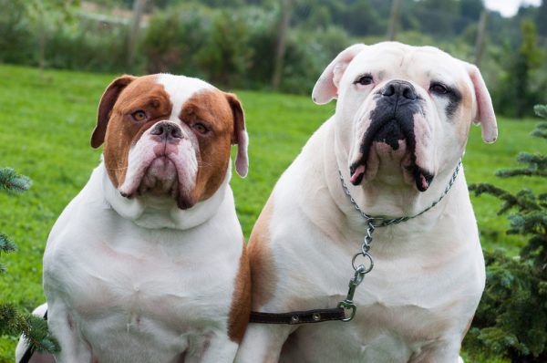 Die beiden bissigen Hunde waren wie die beiden auf dem Bild American Bulldogs. Symbolbild Shutterstock