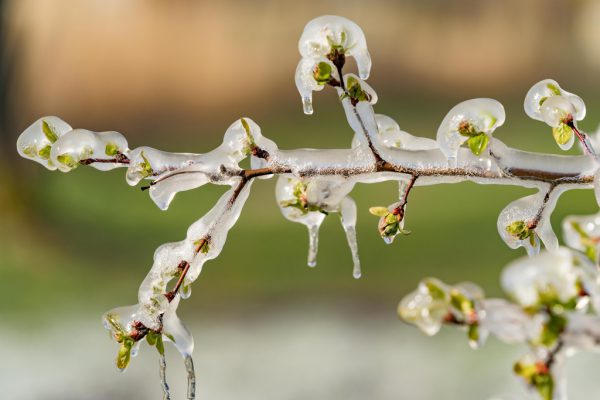 Die Frostschutzberegnung schafft großartige Naturansichten, die unser Fotograf in den Obstanlagen von Jens Blum in Höchst eingefangen hat. Dietmar Stiplovsek (5)