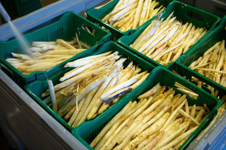 Auch Spargel wird auf dem Winderhof angebaut.