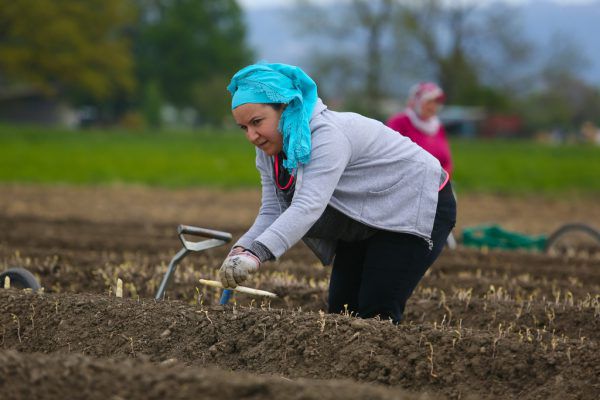 Maximal 15 Helfer stechen den Spargel auf Feldern in Dornbirn und Hohenems.