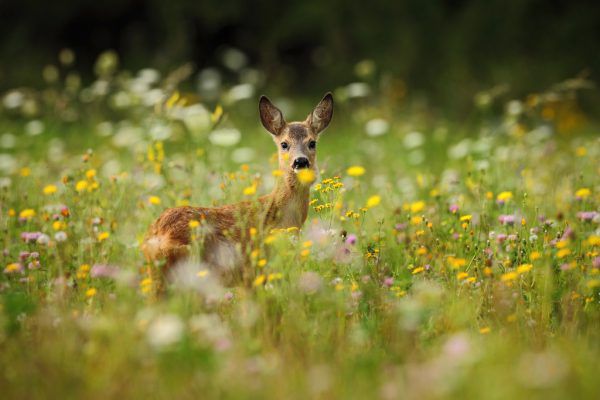Derzeit dürfen einjährige Rehe und einjähriges Rotwild gejagt werden. Shutterstock