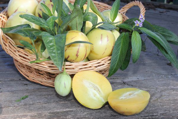 Gurken zählen neben Tomaten zu den beliebtesten Gemüsesorten. Rammel