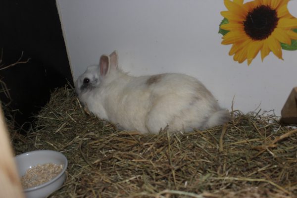 Laramie wurde in Gisingen gefunden (o.).Sultana ist verspielt, Alvin benötigt Erziehung, Emma sucht ihre Besitzer (v.l.). Tierschutzheim (5)