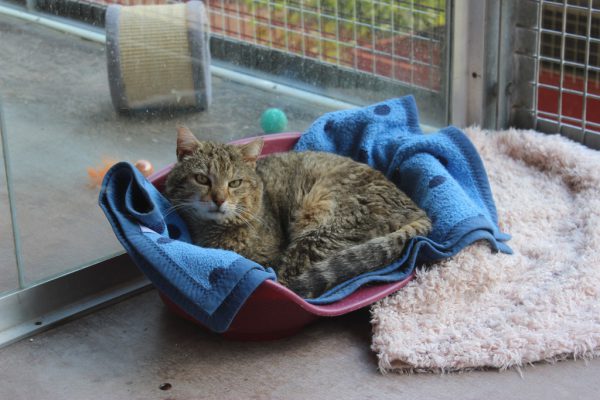 Tiggy sucht einen Einzelplatz (o.).Figo, Dina, Ronaldo und Miraculous freuen sich auf neue Besitzer (v.l.) . Tierschutzheim (6)