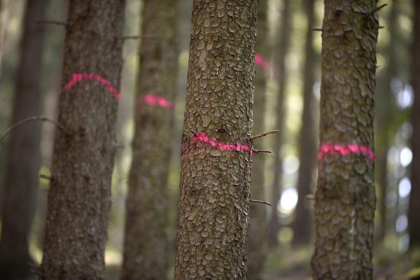Da Forstwirte klimawandelbedingt verstärkt mit Schadholz zu kämpfen haben, bekommen sie eine Erleichterung. apa