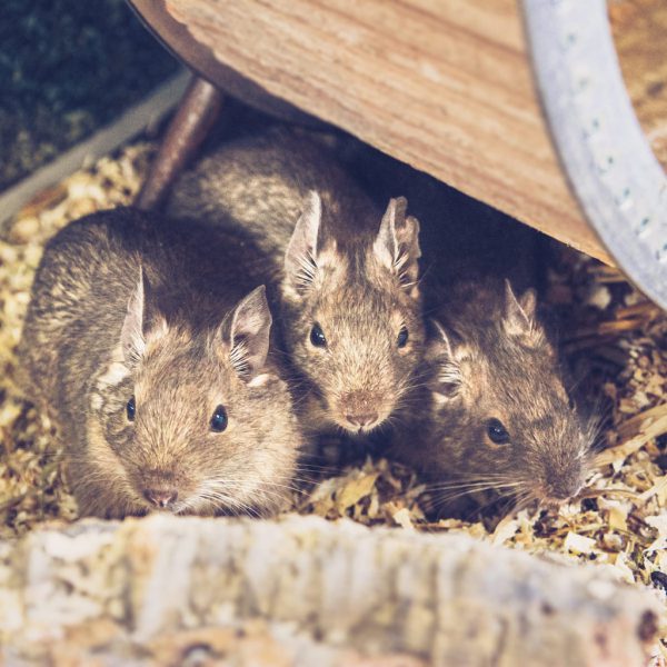 Das Degu-Trio möchte umziehen.