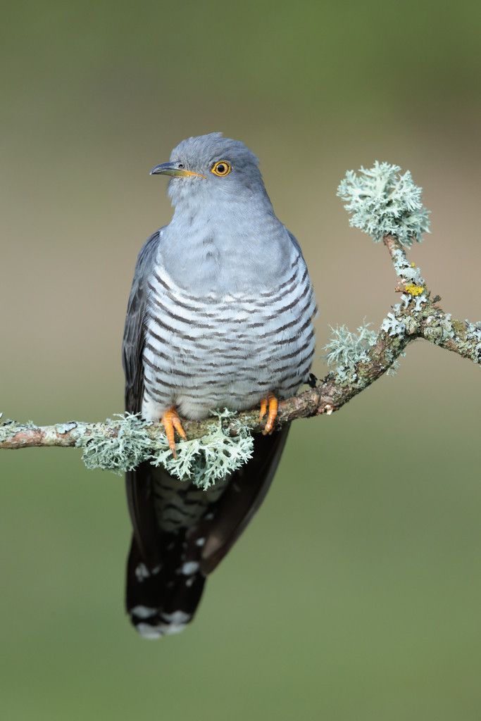 Kaum ein anderer Vogelruf ist bekannter als jener des Kuckucks. Doch sein „Kuckuck“ droht allmählich zu verstummen. Shutterstock