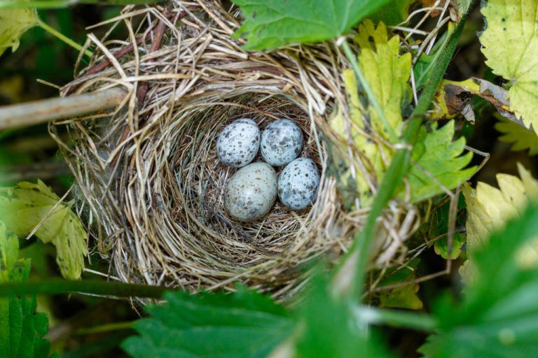 Der Kuckuck ist bekannt dafür, seine Eier in fremde Neste abzulegen.Shutterstock