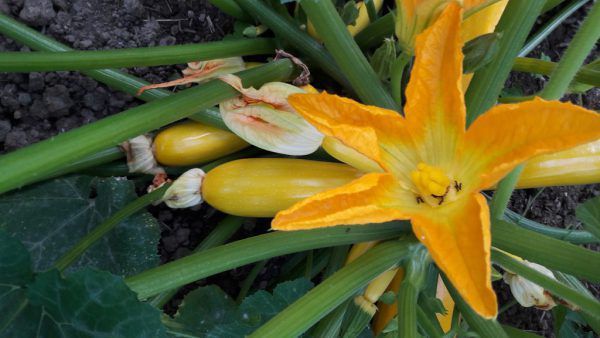 Zucchini gibt es in gelb, grün, lang und rund.neue, LWK