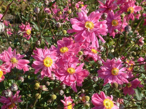 Anemonen (unten) sorgen im Herbst für Farbtupfer.Rammel