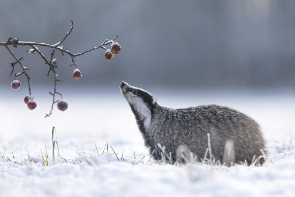 Der Dachs ist zwar nicht der große Räuber, darf aber nicht unterschätzt werden. Shutterstock