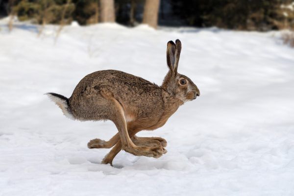 Der Hase ernährt sich im Winter von Rinden, Ästen und Sträuchern. Shutterstock