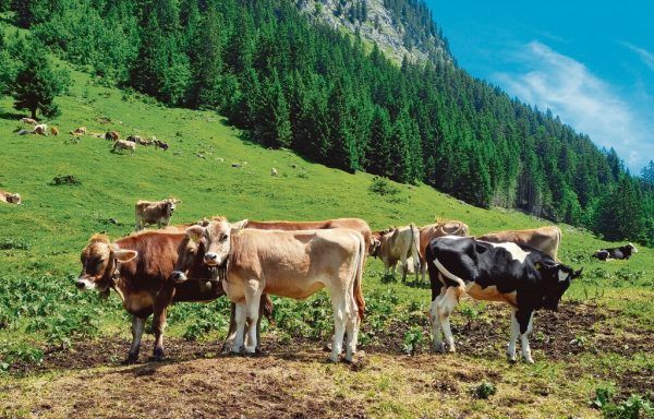 Die Rinderwirtschaft ist Betroffene und Mitverursacherin des Klimawandels. Bei dem neuen Projekt steht die Zusammenabeit von Landwirten und Wissenschaft im Mittelpunkt. Glück