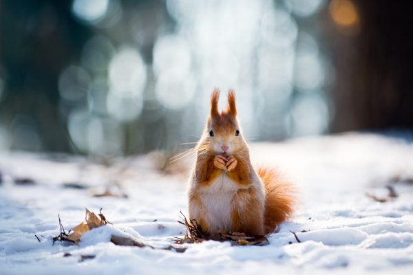 Eichhörnchen kommen zu den Vogelfutterstellen und bedienen sich dort. Shutterstock