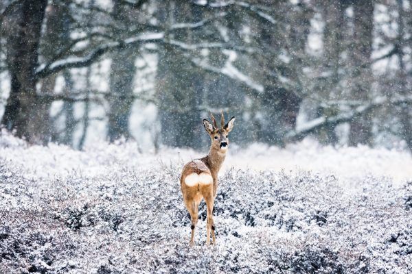 Rehe kommen an den Siedlungsrand. Shutterstock