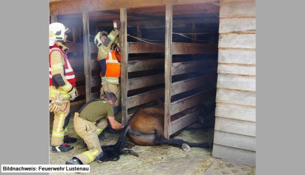 Das eingeklemmte Pferd.  Feuerwehr Lustenau