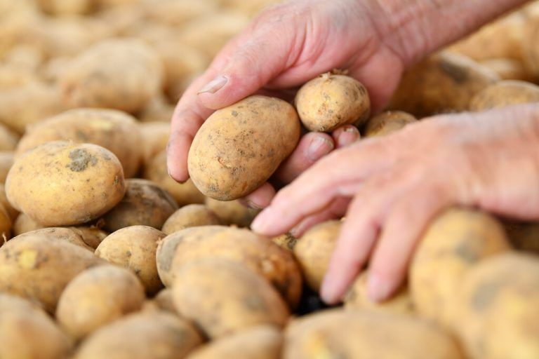 Die deutschen Kartoffelbauern sind pessimistisch, was die diesjährige Ernte betrifft.dpa/Uwe Anspach