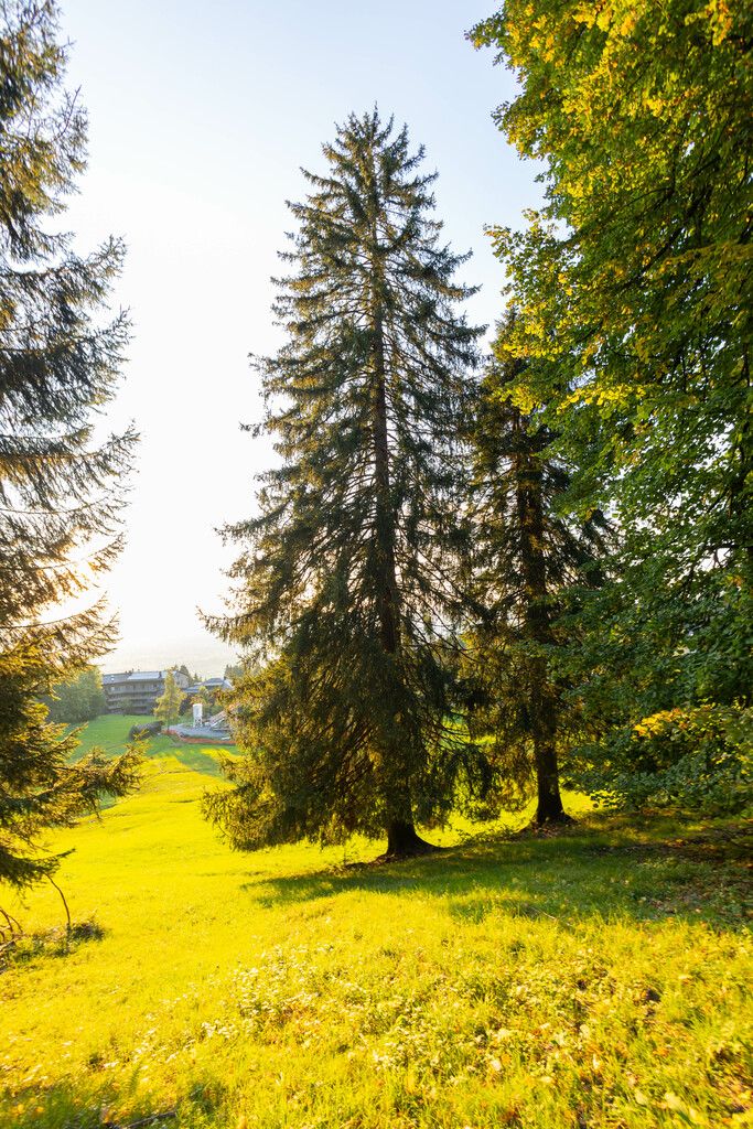 Holz macht Politiker weniger befangen als Gras.hartinger