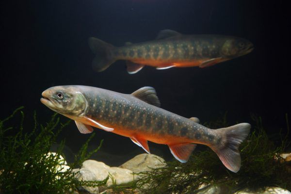 Tiefseesaibling überlebte unentdeckt im Bodensee. APA