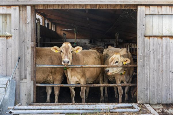 In Vorarlberg werden laut den Grünen 500 Betriebe biologisch bewirtschaftet. Stiplovsek