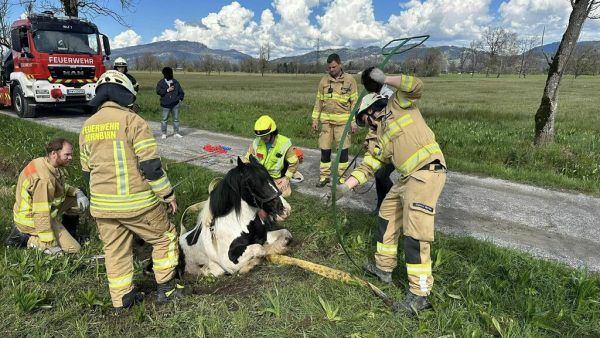 Die Feuerwehr rettete ein Pferd. Feuerwehr Dornbirn