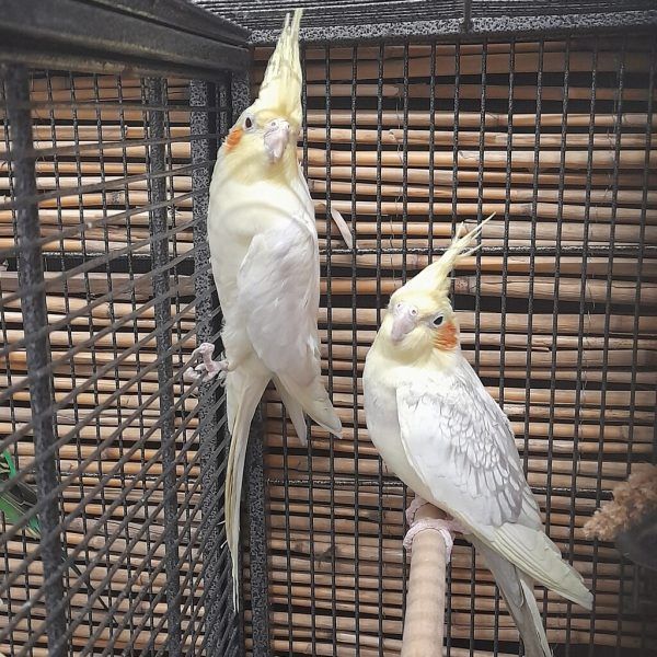 Die Nymphensittiche suchen ein Zuhause. Tierschutzheim (4)