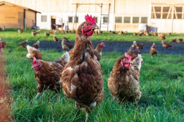 Die Stallpflicht für Hühner bleibt. stiplovsek
