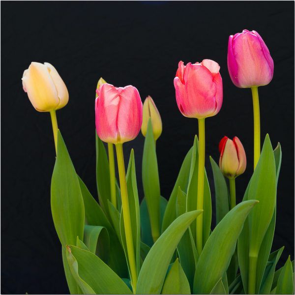 Die Tulpen blühen gerade überall im Land.NEUE, Ray best cc-by-2.0.