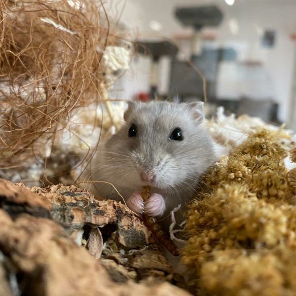 Hamster Berry wartet auf Besitzer.