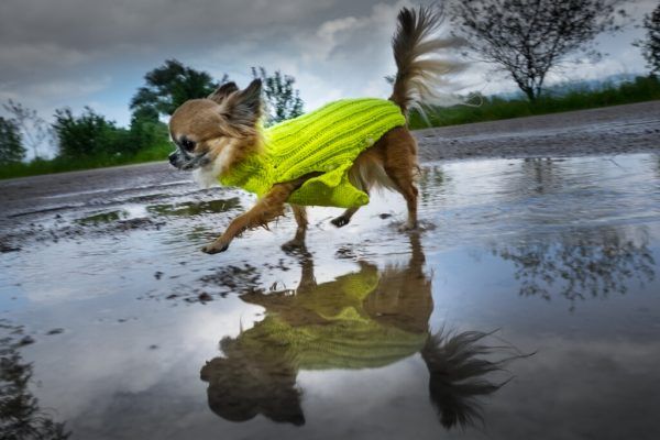 Keine großen Überschwemmungen trotz Hundewetter. hartinger